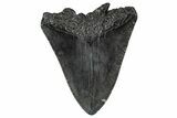 Bargain, Megalodon Tooth - South Carolina #340208-1